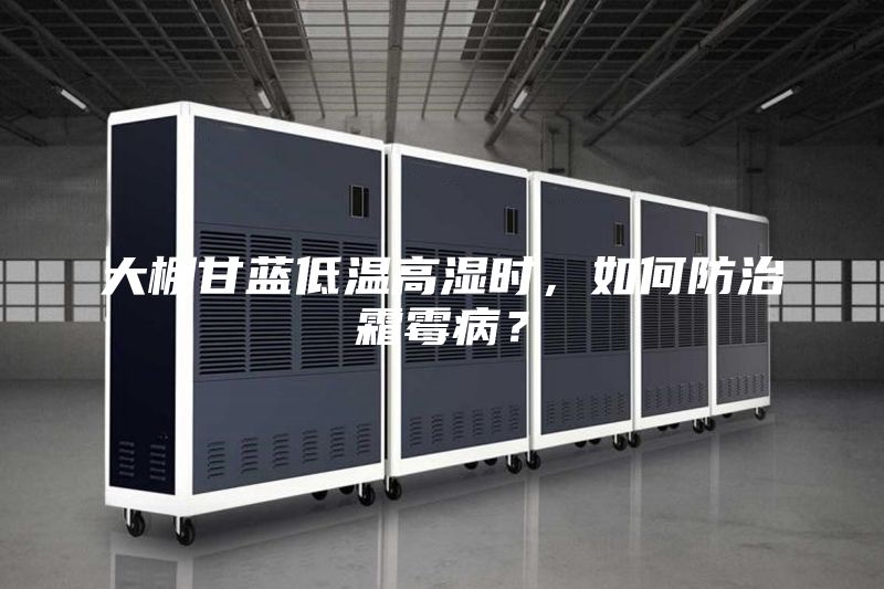 大棚甘藍低溫高濕時，如何防治霜霉病？